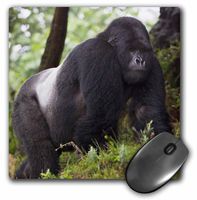 3dRose LLC 8 x 8 x 0.25 Inches Mouse Pad, Ralph H. Bendjebar (mp_72421_1)