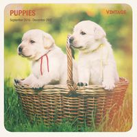 Magnet & Steel 2017 Puppy Calendar, Vintage Calendar