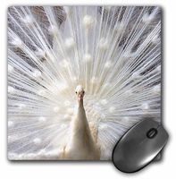 3dRose LLC 8 x 8 x 0.25 Inches White Peacock Mouse Pad (mp_4060_1)