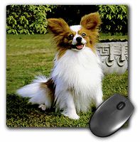 3dRose LLC 8 x 8 x 0.25 Inches Mouse Pad, Papillon (mp_496_1)