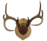 Walnut Hollow Country Antler Mount & Display Kit, Oak