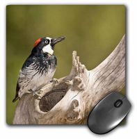 3D Rose"Acorn Woodpecker Bird Se ArizonaNa02 Dno0601David Northcott" Matte Finish Mouse Pad - 8 x 8" - mp_84004_1