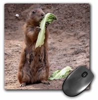 3dRose LLC 8 x 8 x 0.25 Inches Meerkat with Lettuce Mouse Pad (mp_11847_1)