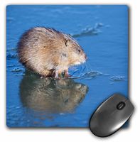 3D Rose"Wyoming National Elk Refuge Muskrat On Ice with Reflection" Matte Finish Mouse Pad - 8 x 8" - mp_231907_1
