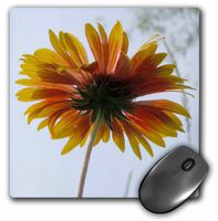 3dRose LLC 8 x 8 x 0.25 Inches Orange and Yellow Sunflower Mouse Pad (mp_15261_1)