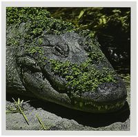 3dRose Alligator - Greeting Cards, 6 x 6 inches, set of 12 (gc_9941_2)