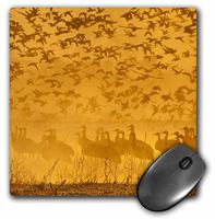 3D Rose"USA New Mexico Sandhill Cranes Snow Geese BirdsUs32 Bjy0011Jaynes Gallery" Matte Finish Mouse Pad - 8 x 8" - mp_145158_1