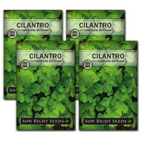 Sow Right Seeds - Cilantro Seed - Non-GMO Heirloom Seeds with Full Instructions for Planting an Easy to Grow herb Garden, Indoor or Outdoor; Great Gift (4 Packets)