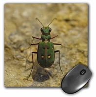 Green Tiger Beetle (Cicindela campestris) - Mouse Pad, 8 by 8 inches (mp_46098_1)