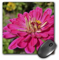 3dRose LLC 8 x 8 x 0.25 Inches Mouse Pad, Deep Pink Zinnia- Macro- Flowers- Photography (mp_36300_1)