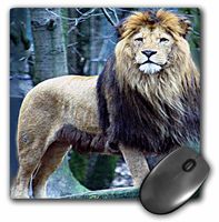 3dRose LLC 8 x 8 x 0.25 Inches Mouse Pad, Lion The King (mp_580_1)