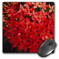 3dRose LLC 8 x 8 x 0.25 Inches Red Ixora Mouse Pad (mp_7502_1)