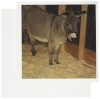 3dRose Christmas Donkey - Greeting Cards, 6 x 6 inches, set of 6 (gc_35683_1)