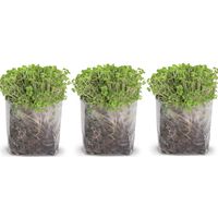 Pop Up Microgreens Kit (Broccoli) - Just Add Water and Seed. Perfect Size, a Quick, Smart, Nutritious Meal. Includes Fiber Soil in a Bag, Broccoli Seed. Super Health Benefits, Easy Grow/Delicious.