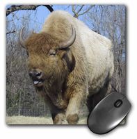 3dRose LLC 8 x 8 x 0.25 Inches Mouse Pad, American Bison Buffalo (mp_50410_1)
