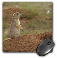 3dRose LLC 8 x 8 x 0.25 Inches Mouse Pad, Blacktail Prairie Dogs Devils Tower Nm Wyoming Pete Oxford (mp_97508_1)
