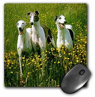 3dRose LLC 8 x 8 x 0.25 Inches Mouse Pad, Greyhound (mp_483_1)