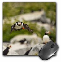 3dRose LLC 8 x 8 x 0.25 Inches Atlantic Puffins Machias Seal Island Cutler Maine Chuck Haney Mouse Pad (mp_90616_1)