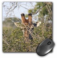3dRose LLC 8 x 8 x 0.25 Inches South African Giraffe Head Face in The Trees Mouse Pad (mp_20121_1)