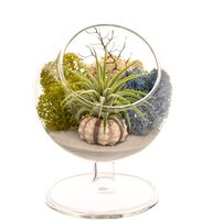 Bliss Gardens Air Plant Terrarium Kit - 4" Round Glass - Multi Moss Pedestal