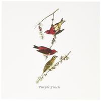3dRose Purple Finch By John James Audubon Greeting Cards, 6" x 6", Set of 12 (gc_113996_2)