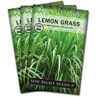 Sow Right Seeds - Lemon Grass Seed for Planting - Non-GMO Heirloom Seeds - Full Instructions for Easy Planting and Growing an Herb Garden, Indoor or Outdoors; Great Gardening Gift (3)