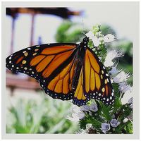 3dRose Monarch Butterfly - Greeting Cards, 6 x 6 inches, set of 12 (gc_1106_2)