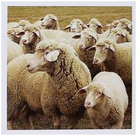 3dRose Sweet Sheep- Herds- Animals - Greeting Cards, 6 x 6 inches, set of 12 (gc_79142_2)