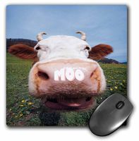 3dRose LLC 8 x 8 x 0.25 Inches Mouse Pad, Big Moo (mp_23938_1)