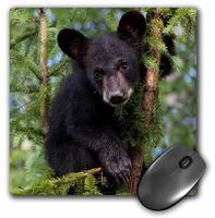 3drose USA, Minnesota, Sandstone Black Bear Cub in A Tree - Mouse Pad