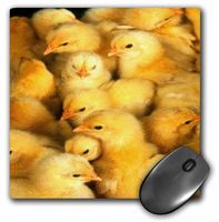 3dRose LLC 8 x 8 x 0.25 Inches Mouse Pad, Group of Baby Chicks (mp_44789_1)