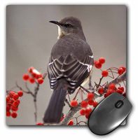 3dRose LLC 8 x 8 x 0.25 Mockingbird Among Hawthorn Berries Adam Jones Mouse Pad (mp_83556_1)