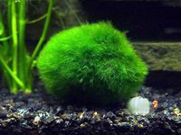 2 Giant Marimo Moss Balls (1.5-2.5 inches, 8-15 Years Old!) - Over 5X AS Large AS Nano MARIMO! - Great for Fish, Shrimp, and Snails! by Aquatic Arts