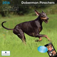 LittleGifts Doberman 2016 Calendar (1239)