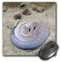 3dRose LLC 8 x 8 x 0.25 Inches Mouse Pad, Rattlesnake (mp_34527_1)