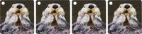 3dRose Sea Otter (closeup) with its paws out of the water to keep them warmer.(Enhydra lutris) - Key Chains, 2.25 x 2.25 inches, set of 4 (kc_45621_2)