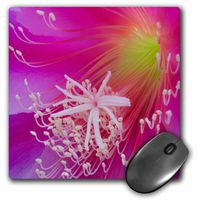 3dRose LLC 8 x 8 x 0.25 Orchid Cactus Flower Epiphyllum Ackermannii Jaynes Gallery Mouse Pad (mp_83343_1)