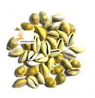 IndianStore4All Original Energized Moksha Laxmi Kaudi Conch - 21 Piece