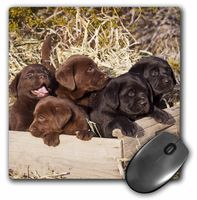 3D Rose"Five Labrador Retriever Puppy DogsNa02 Zmu0160Zandria Muench Beraldo" Matte Finish Mouse Pad - 8 x 8" - mp_140439_1