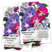 Seed Needs, Morning Glory"Crazy Mixture" (Ipomoea Mixture) Twin Pack of 150 Seeds Each