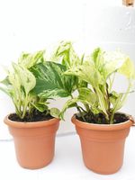 Two Marble Queen' Devil's Ivy Pothos 4.5" Unique Design Pot - Easy to Grow From Jm Bamboo