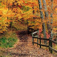 GladsBuy Autumn in Woods 10' x 10' Computer Printed Photography Backdrop Nature Theme Background ZJZ-672