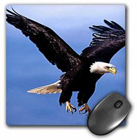 3dRose LLC 8 x 8 x 0.25 Inches Mouse Pad, Bald Eagle (mp_585_1)