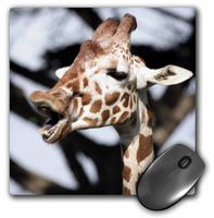 3dRose LLC 8 x 8 x 0.25 Inches Reticulated Giraffe San Francisco Zoo California Tananarive Aubert Mouse Pad (mp_88645_1)