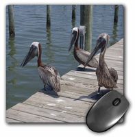 3dRose LLC 8 x 8 x 0.25 Inches 3 Pelicans Mouse Pad (mp_7342_1)