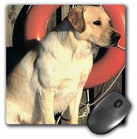 3dRose LLC 8 x 8 x 0.25 Inches Mouse Pad, Yellow Labrador Lab (mp_741_1)