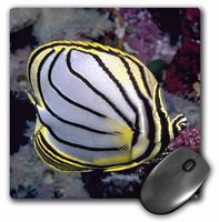 3dRose LLC 8 x 8 x 0.25 Inches Mouse Pad, Butterfly Fish (mp_1117_1)