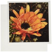 3dRose Decorative colorful garden botanic classic plant SW Southwest Desert cactus rain flower - Greeting Cards, 6 x 6 inches, set of 12 (gc_32390_2)