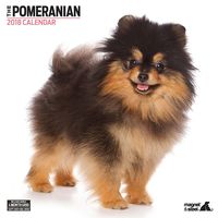 Pomeranian 2018 Contemporary Wall Calendar