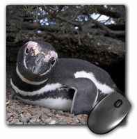 3dRose LLC 8 x 8 x 0.25 Inches Mouse Pad, Half a Million Magellanic Penguins Arrive at The Patagonia Coasts in The Chubut Province. (mp_10526_1)